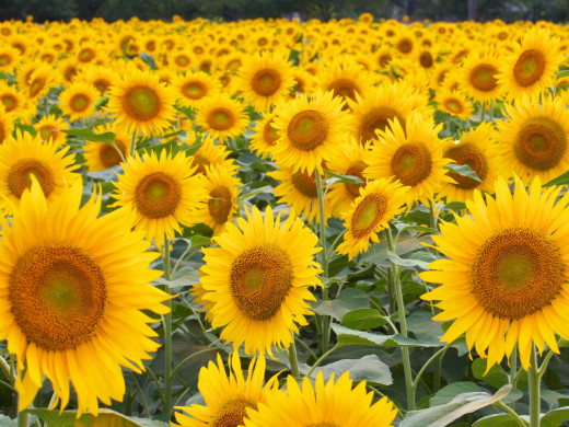 664872 (a): :1600x1200